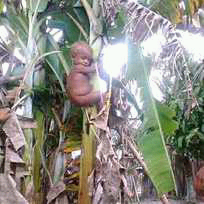 Climbing